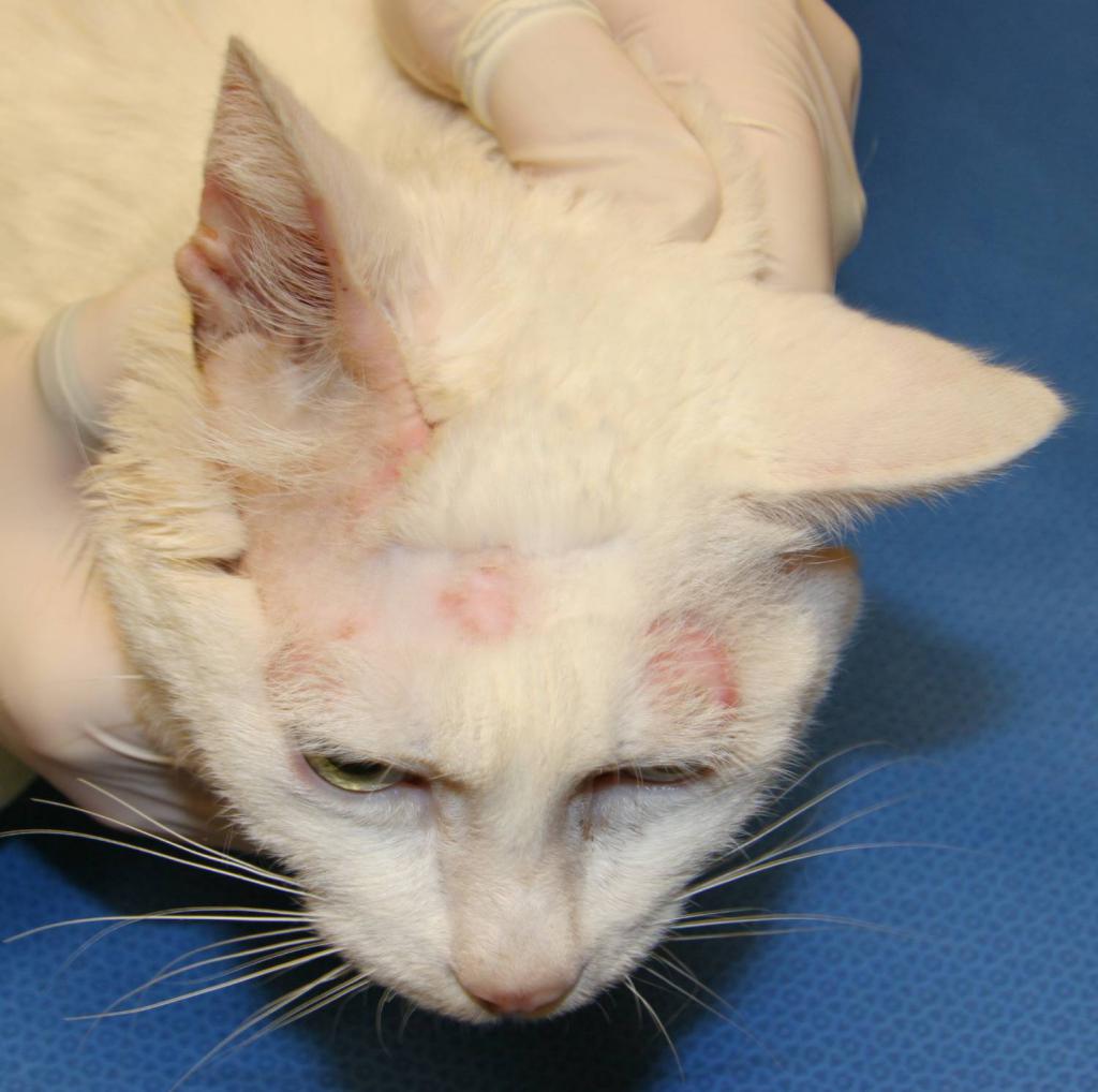 What does ringworm look like in cats