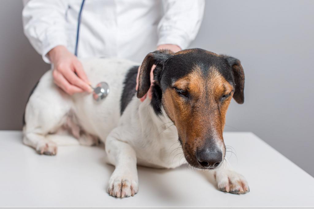 Лечение цистита у собаки