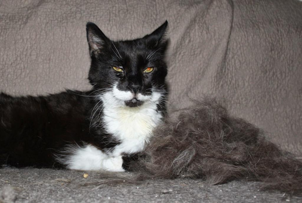 Furminator for cats