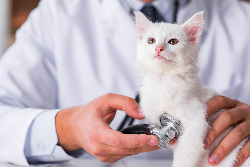 Лечение мочекаменной болезни у котов