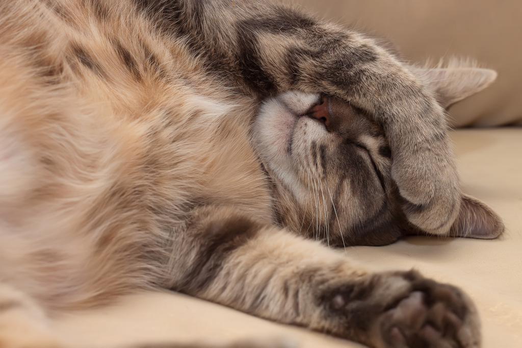 How is urolithiasis manifested in cats