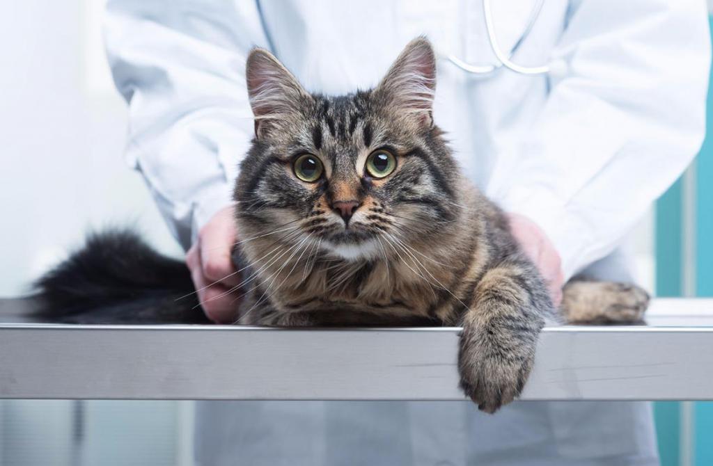 Как помочь коту при мочекаменной болезни
