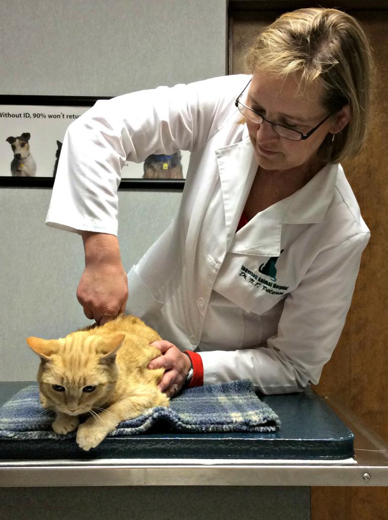 Лечение мочекаменной болезни котов у специалиста