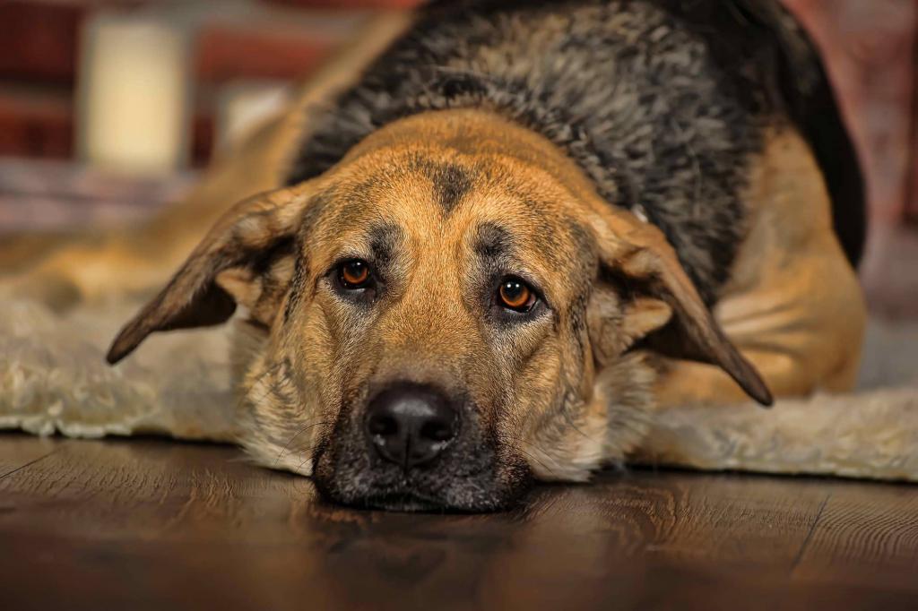 Лечение цистита у собак