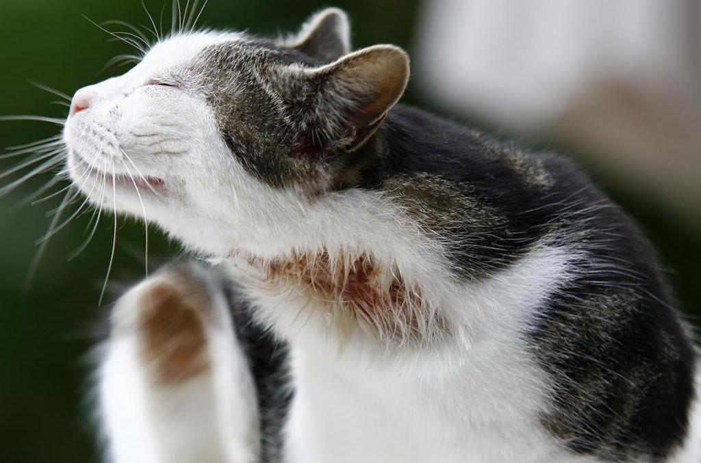 Демодекоз у кошек - лечение