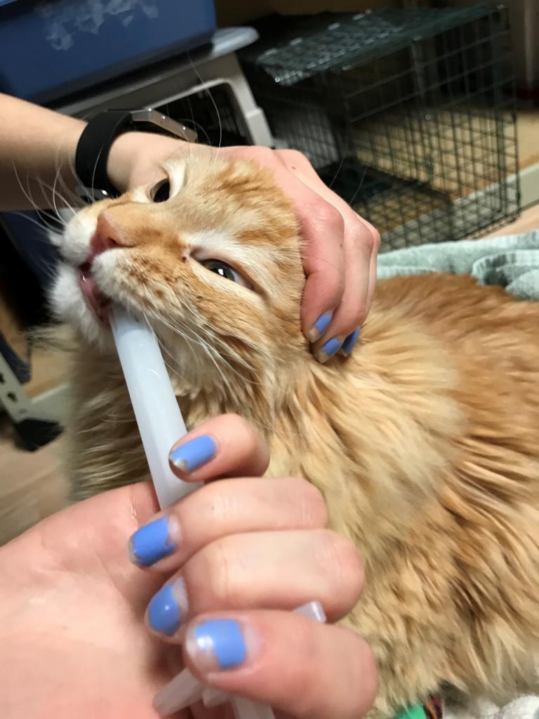 Проглистогонить кошку перед прививкой