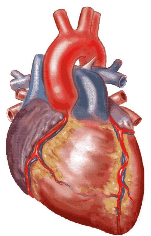 "CardiASK" against pathologies