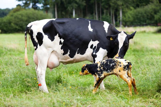 эндометрит у коровы 