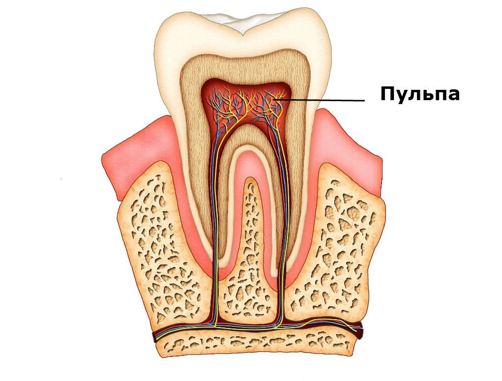 зубной нерв фото строение