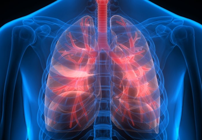 развитие дыхательной системы