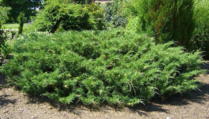 when to transplant juniper in autumn or spring