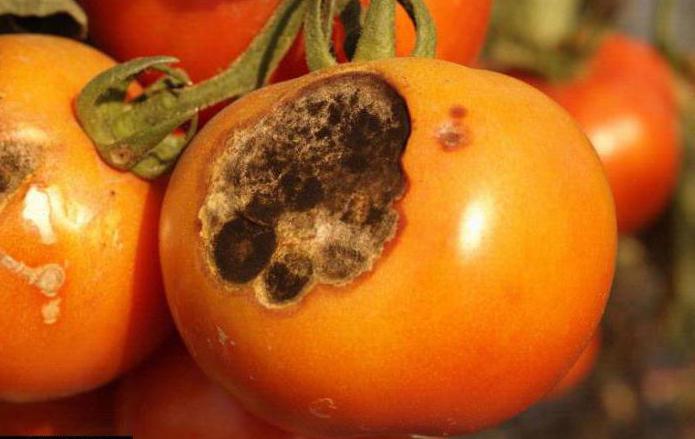 томат оранжевая клубника описание сорта