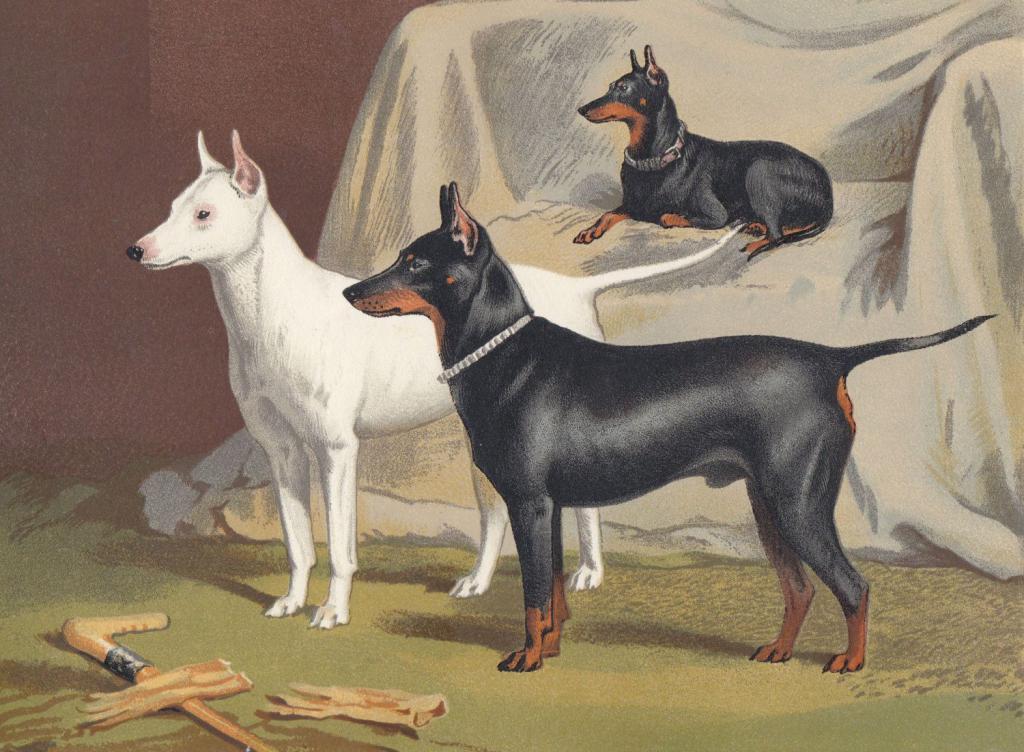 Рисунок европейских собак