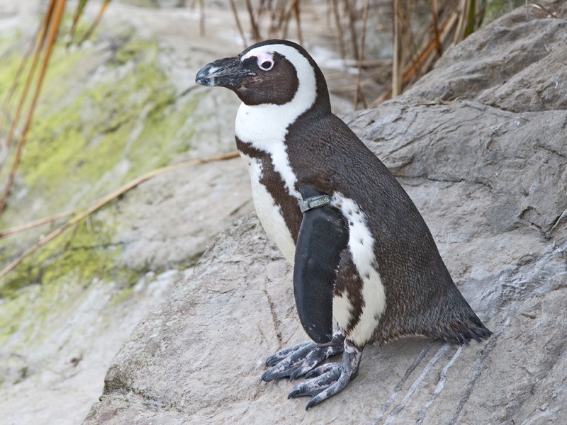 Африканский пингвин на камне