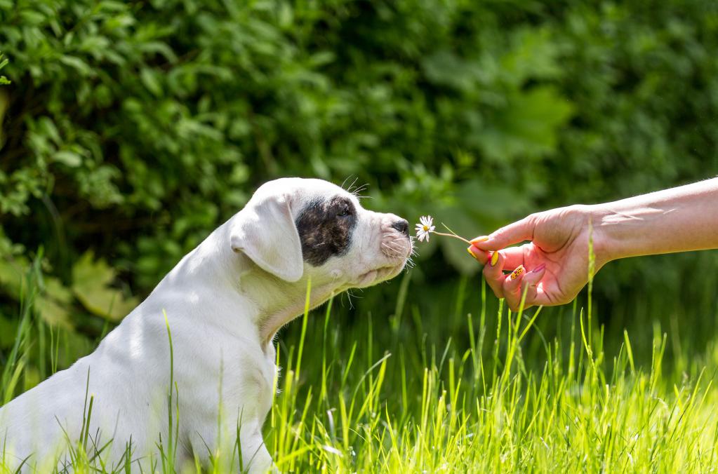 The dog sniffs a flower