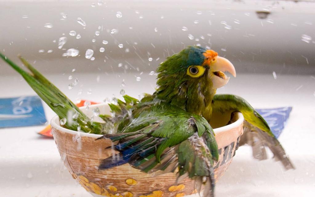 Попугайчик плещется в ванной
