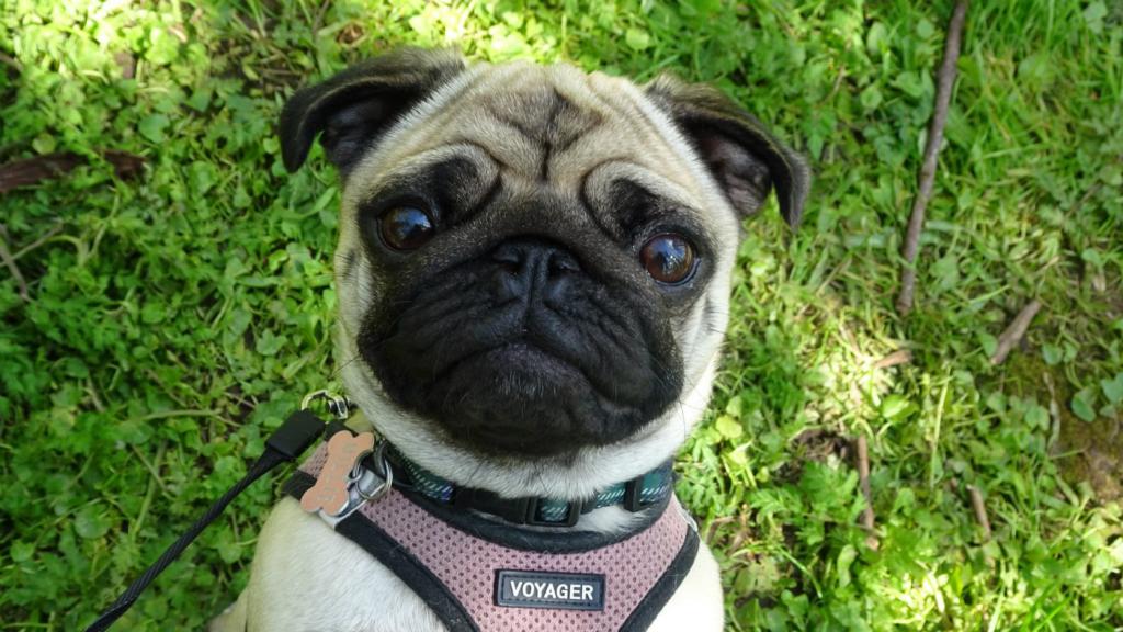 Cute pug in harness