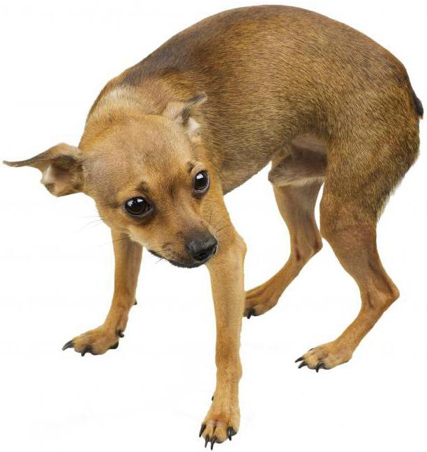 Синий язык у собаки порода фото