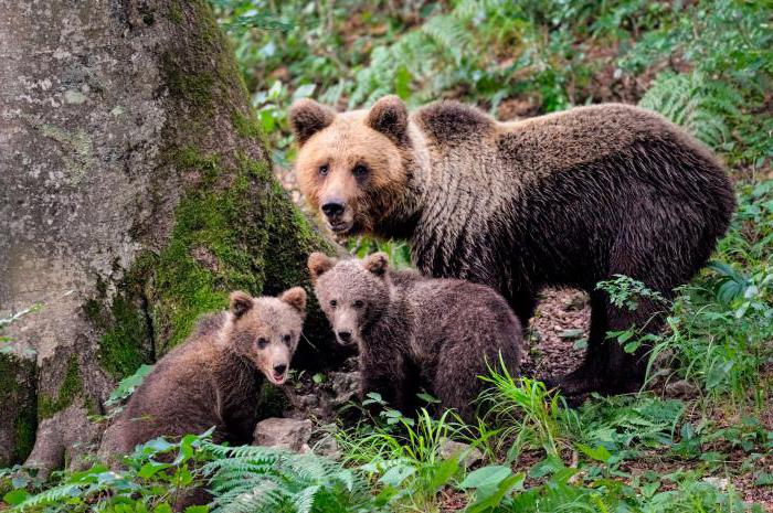 bear attack on a man in the forest