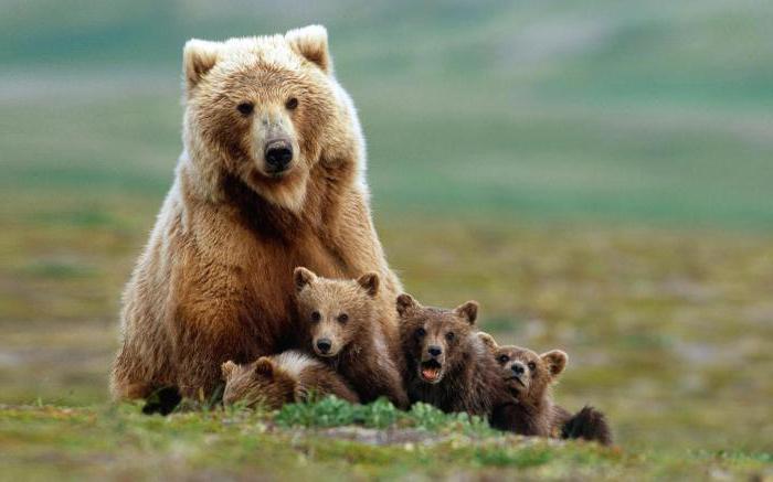 how to escape from a bear in the forest