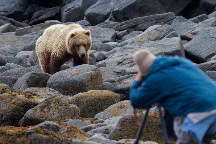 bear attack in the forest