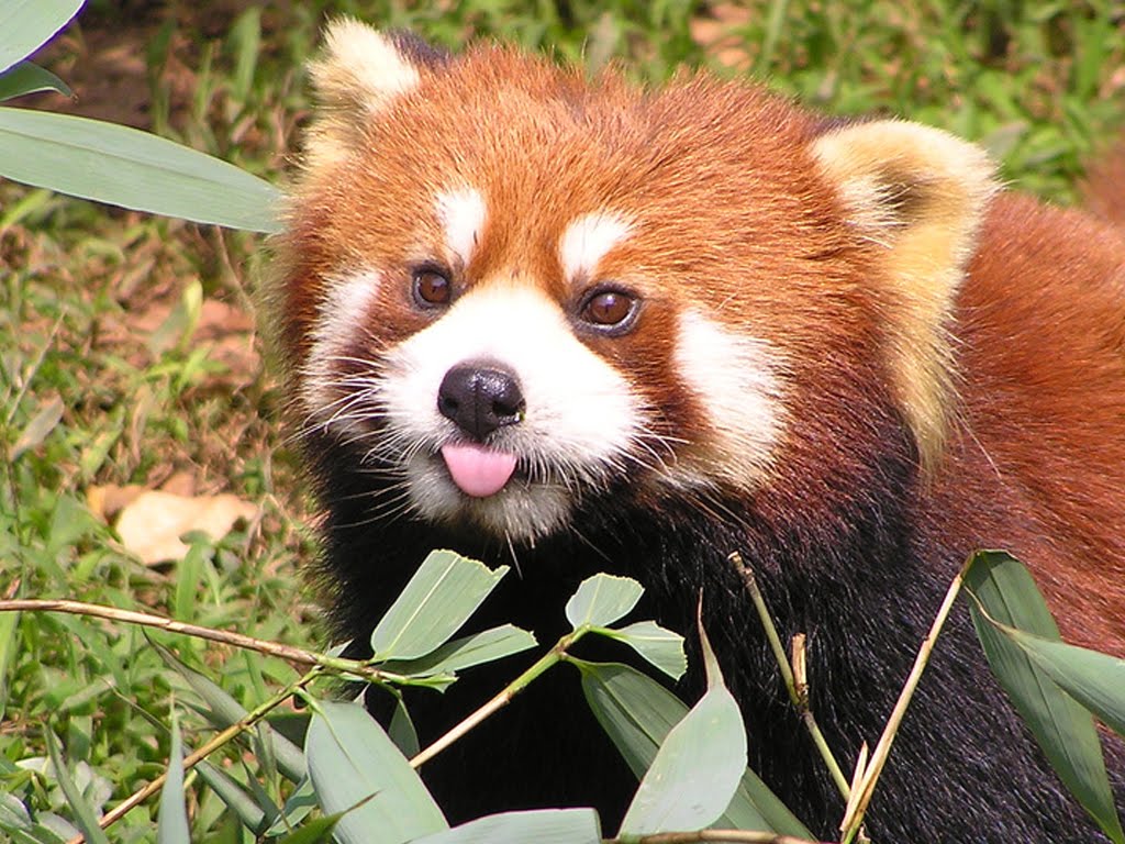 red panda