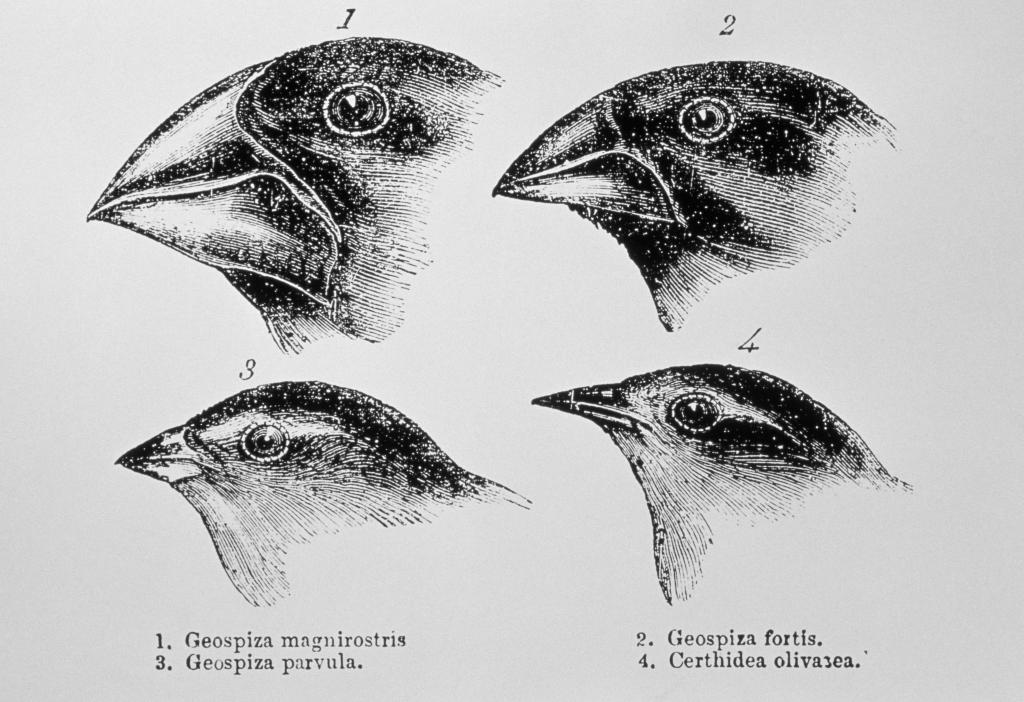 эволюция птичьего клюва