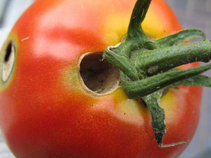 гусеницы на помидорах в теплице как бороться