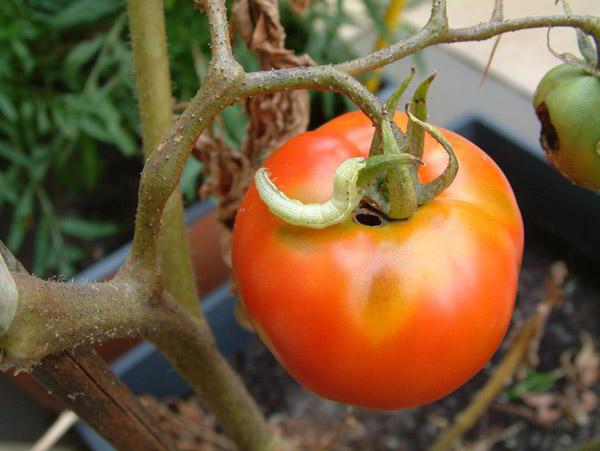гусеница на томатах гусеницы на помидорах в теплице