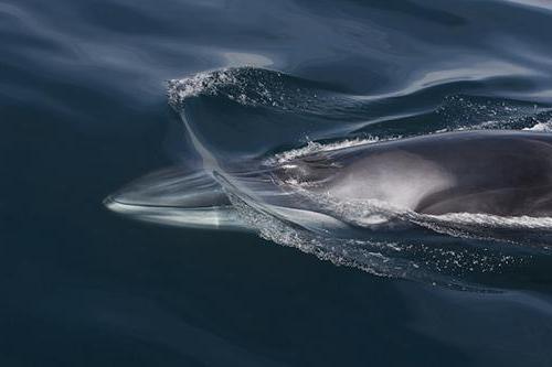 сельдяной кит