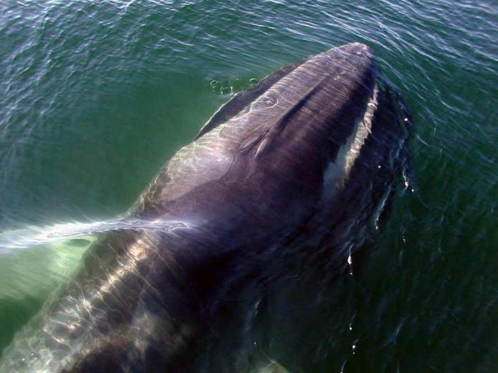 северный финвал или сельдяной кит