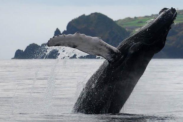 что такое сельдяной кит