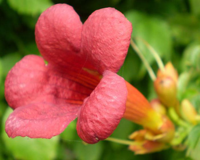 campsis rooted flamenco winter hardiness