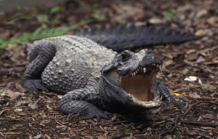 крокодил тупорылый фото