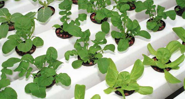 arugula on a windowsill growing from seeds