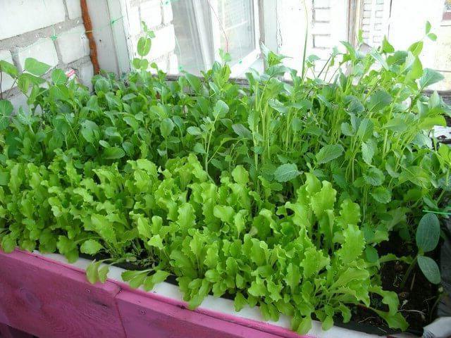 how to grow arugula at home on the windowsill