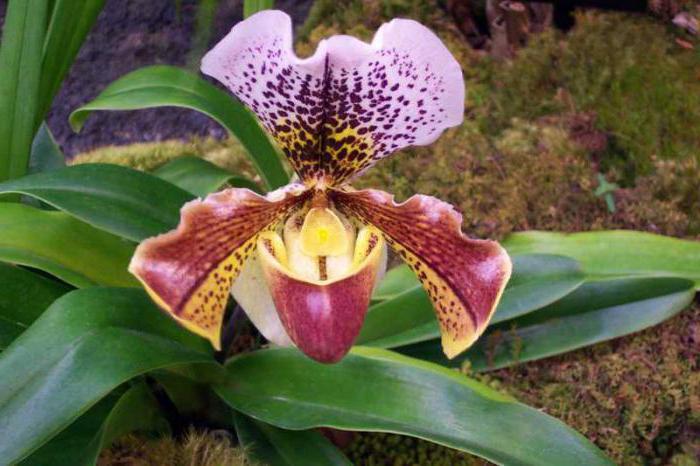 орхидея пафиопедилум