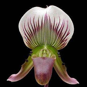 paphiopedilum flowering