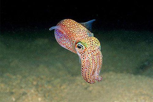 cuttlefish nutrition