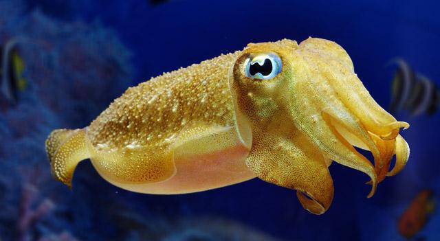 cuttlefish is