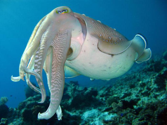 common cuttlefish