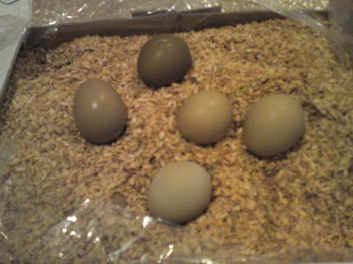 сколько фазаны высиживают яйца