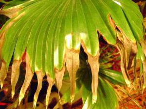 пальма ливистона сохнут листья