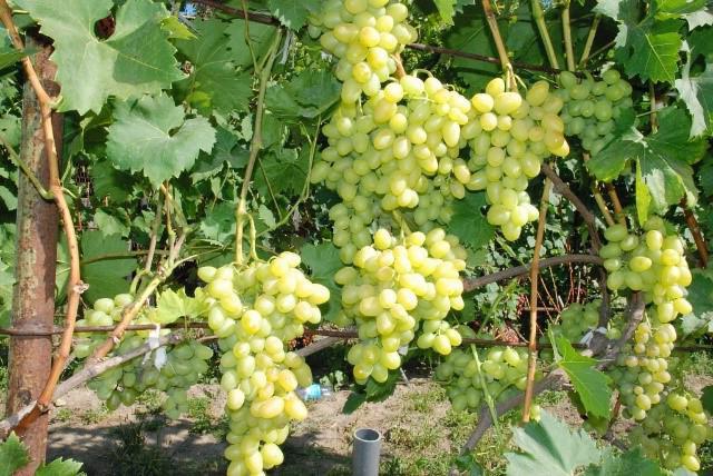 виноград надежда аксайская