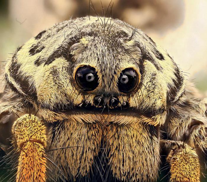 апулийский тарантул фото