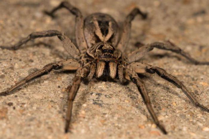 паук тарантул апулийский описание и содержание