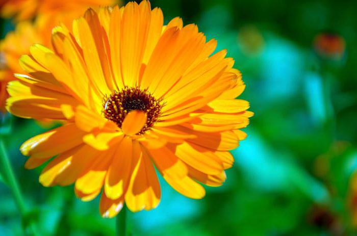 calendula planting and care in the open ground