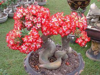 adenium varieties