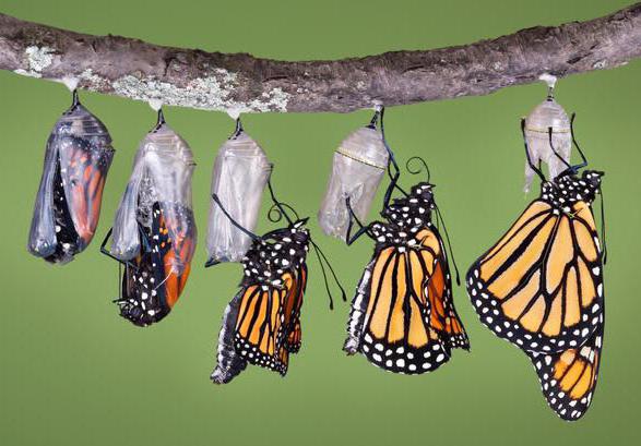 бабочка монарх данаида описание