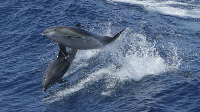 dolphin brain and human comparison